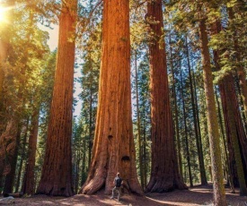 The Sequoia Hut!